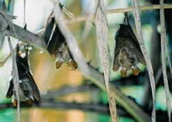 Fruit bats in the Okavango