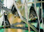 Fruit bats in the Okavango