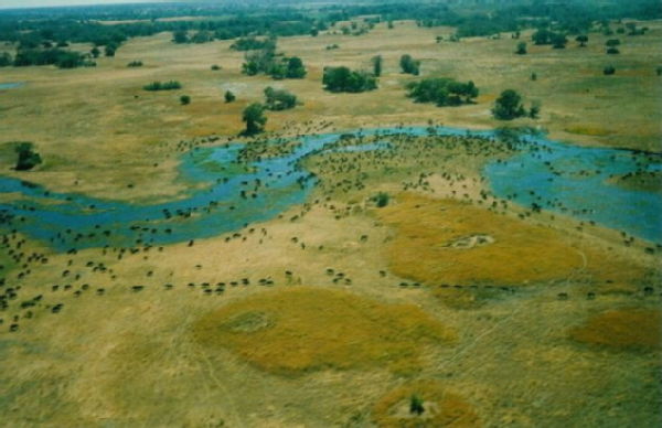 A herd of buffalo from the air