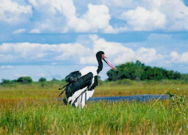Saddle-billed Stork, Okavango