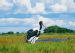 Saddle-billed Stork, Okavango