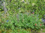 06 Wild flowers of the Alpine Meadows