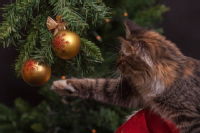 Cat tapping a bauble on a Christmas tree with its paw